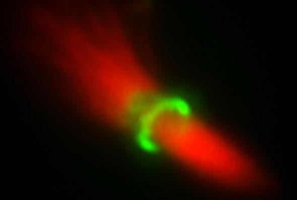 Microscopy image Microscopy image